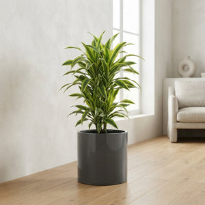 Lemon Lime Corn Plant (Dracaena fragrans) – 33cm Pot, 140cm High