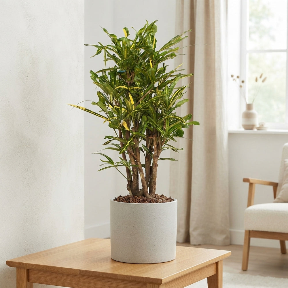 Yellow Mammy Croton (Codiaeum variegatum) – 30cm Pot, 130cm High