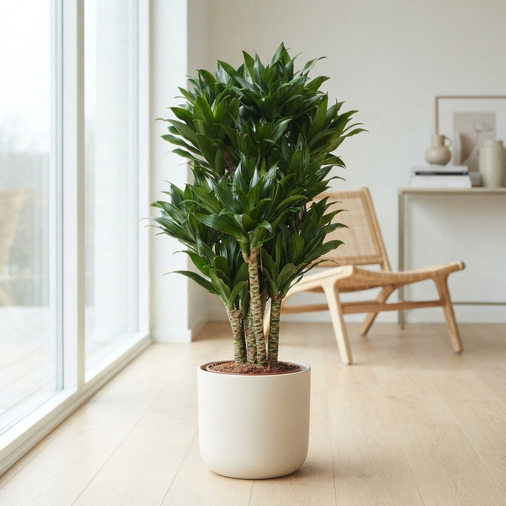 Compact Dragon Tree (Dracaena fragrans ‘Compacta’) – 27cm Pot