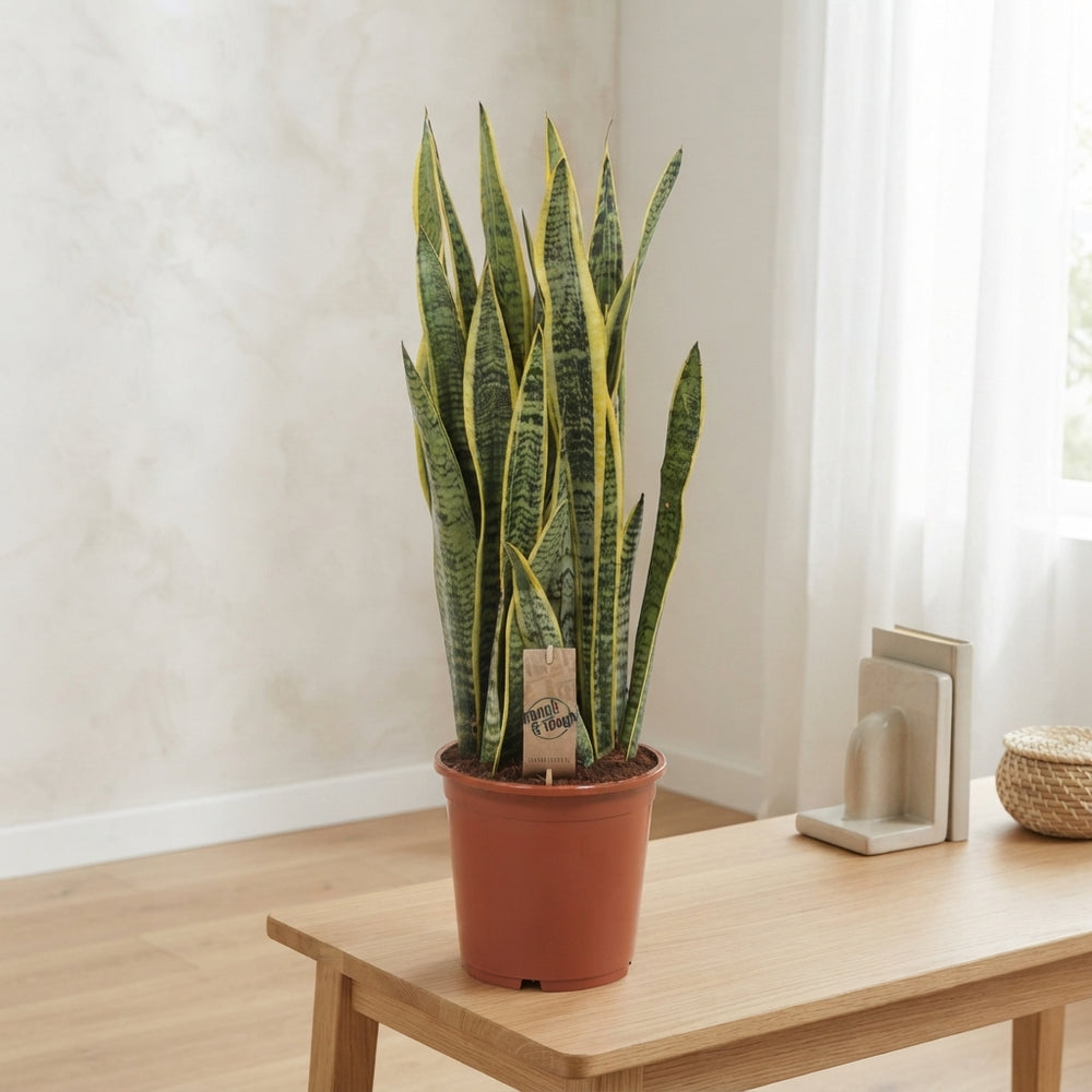 Snake Plant ‘Laurentii’ (Sansevieria trifasciata) – 21cm Pot