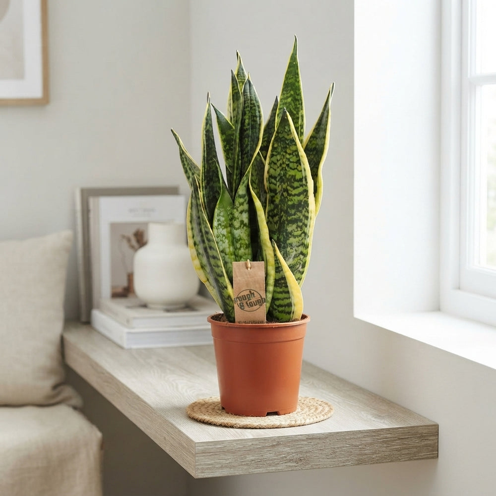 Sansevieria trifasciata ‘Futura Superba’ – 17cm Pot