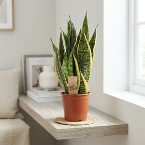 Sansevieria trifasciata ‘Futura Superba’ – 17cm Pot