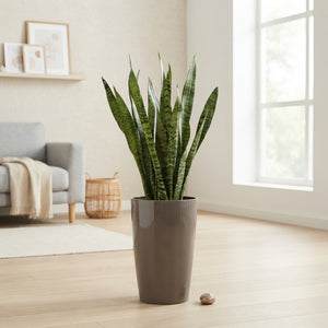 Sansevieria zeylanica Snake Plant – 29cm Santorini Pot