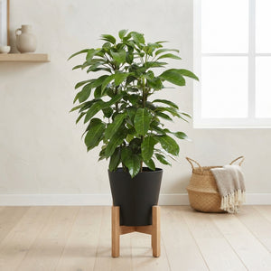 Schefflera ‘Amate’ Umbrella Tree – 29cm Pot, 110cm Tall
