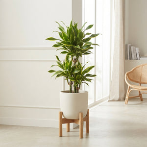 Branched Dragon Tree (Dracaena fragrans) – 27cm Pot