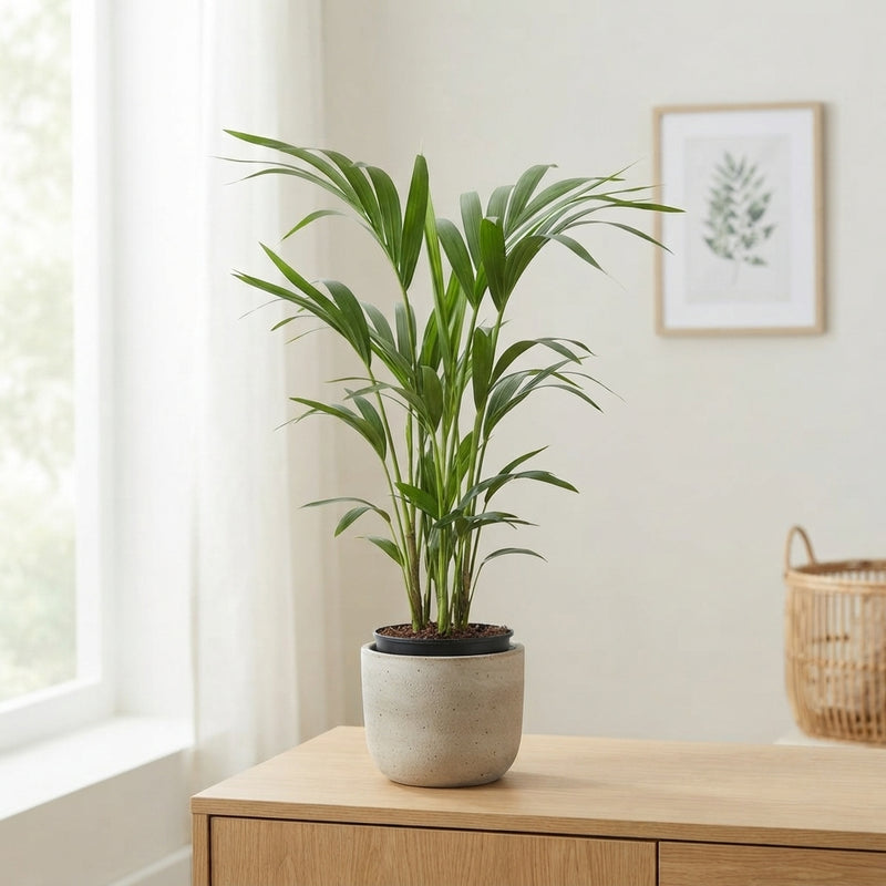 Kentia Palm (Howea forsteriana) – 17cm Pot, 70cm Tall
