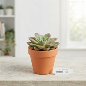 Mixed Succulent Collection – 5.5cm Pot