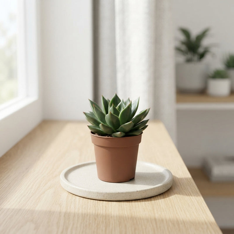 Echeveria 'Mexico' Succulent – 5.5cm Pot