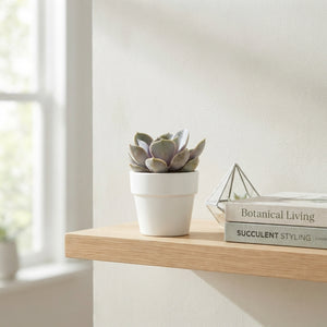 Mixed Cacti and Succulents – 5.5cm White Ceramic Pot