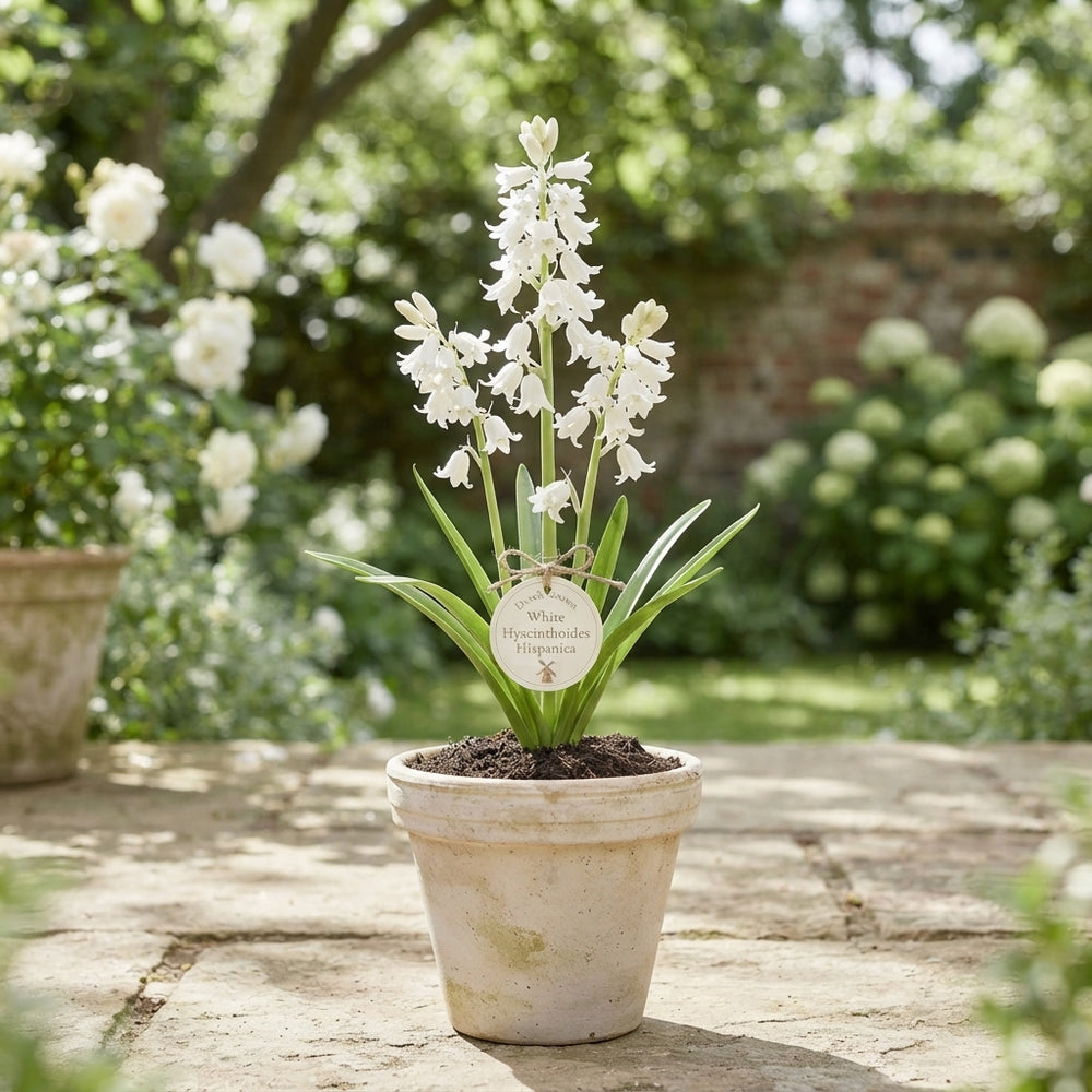 White Spanish Bluebell Bulbs (Hyacinthoides hispanica) – Pack of 10