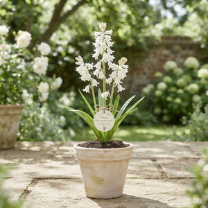 White Spanish Bluebell Bulbs (Hyacinthoides hispanica) – Pack of 10