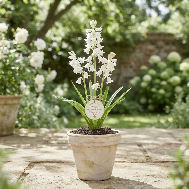 White Spanish Bluebell Bulbs (Hyacinthoides hispanica) – Pack of 10