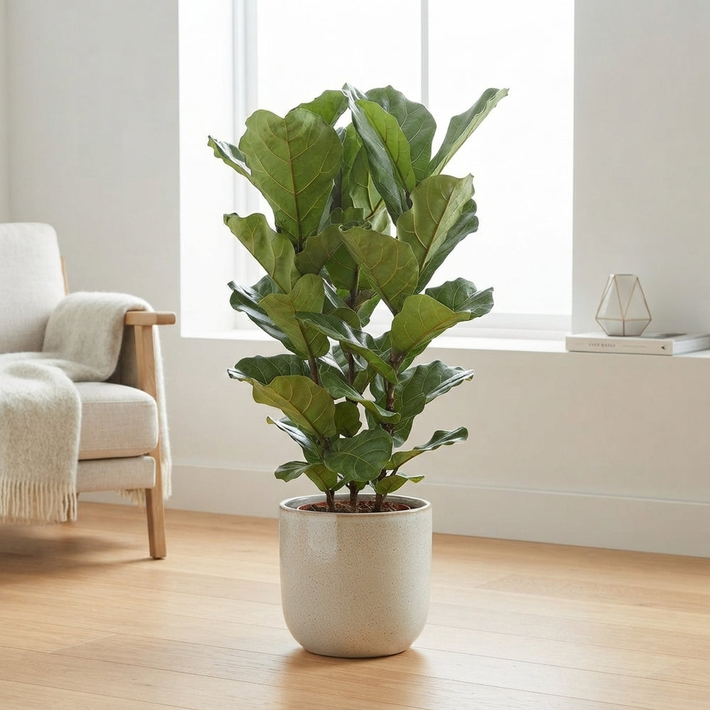 Fiddle Leaf Fig (Ficus lyrata) – 34cm Pot, 130cm Height