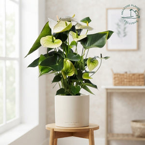 White Anthurium – 17cm Pot, 60cm Tall
