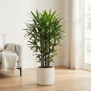Lady Palm (Rhapis excelsa) – 27cm Pot, 140cm Tall