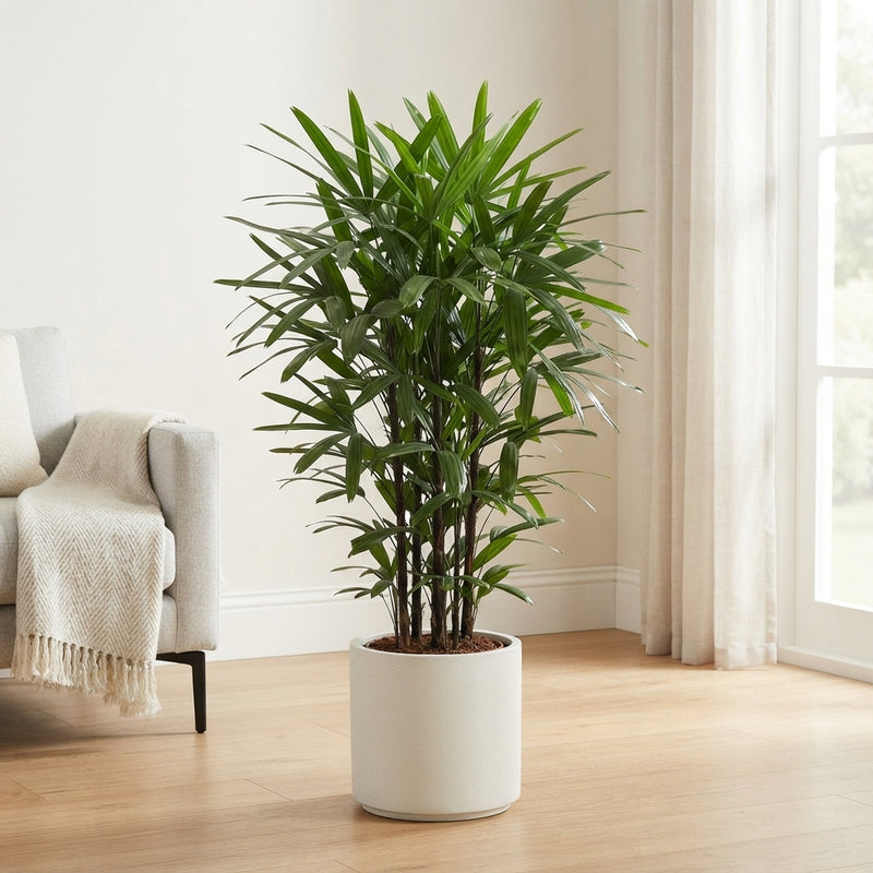 Lady Palm (Rhapis excelsa) – 27cm Pot, 140cm Tall