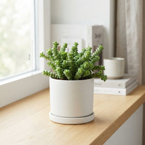 Hottentot Fig (Crassula) – 11cm Pot