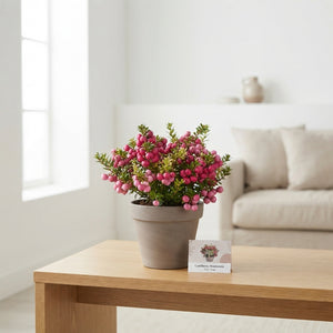 Mixed Gaultheria Wintergreen – 10.5cm Pot