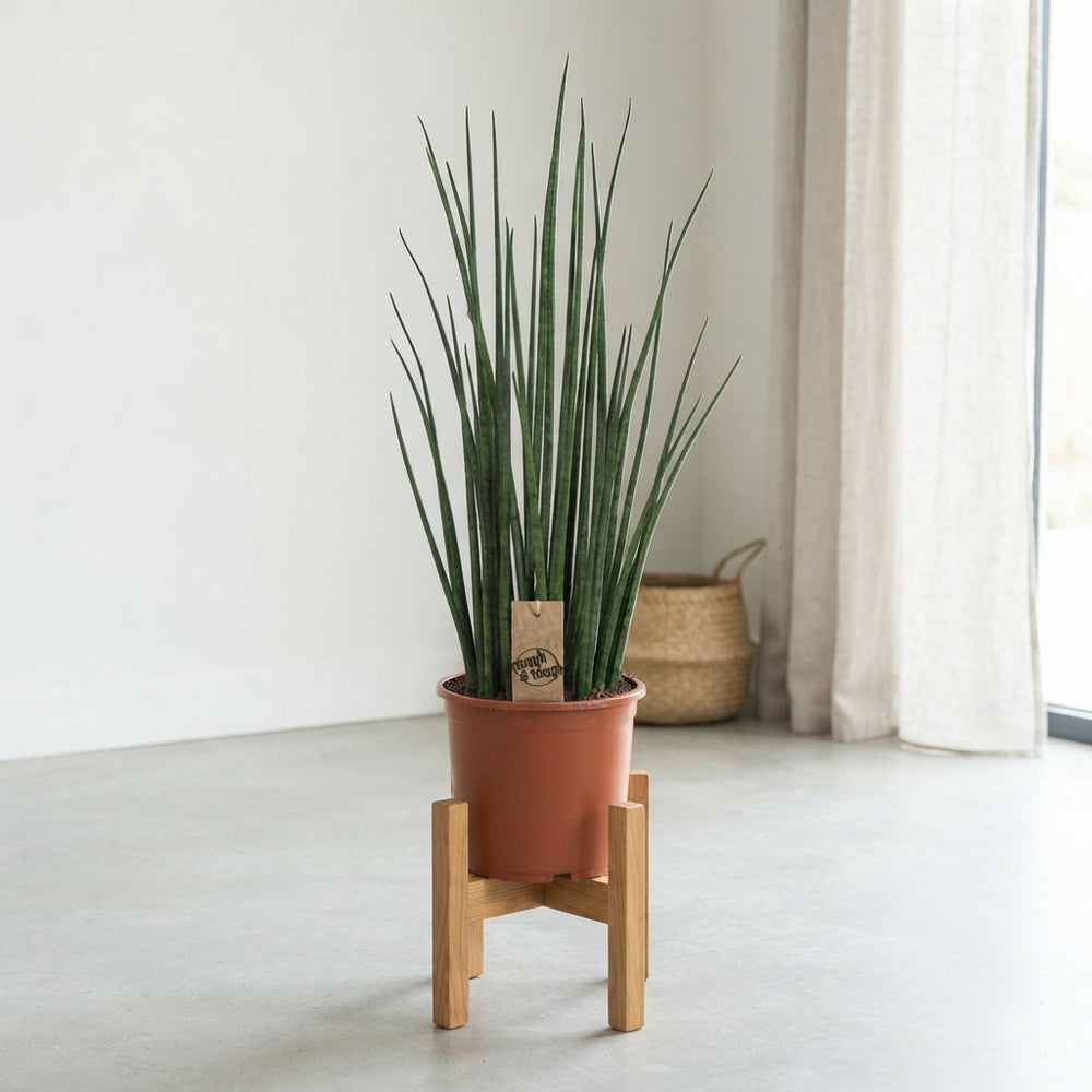 Mikado Snake Plant (Sansevieria) – 19cm Pot, 70cm High