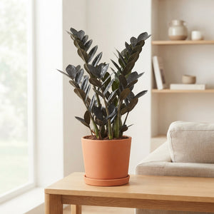 ZZ Plant (Zamioculcas zamiifolia) – 17cm Pot, 80cm Tall