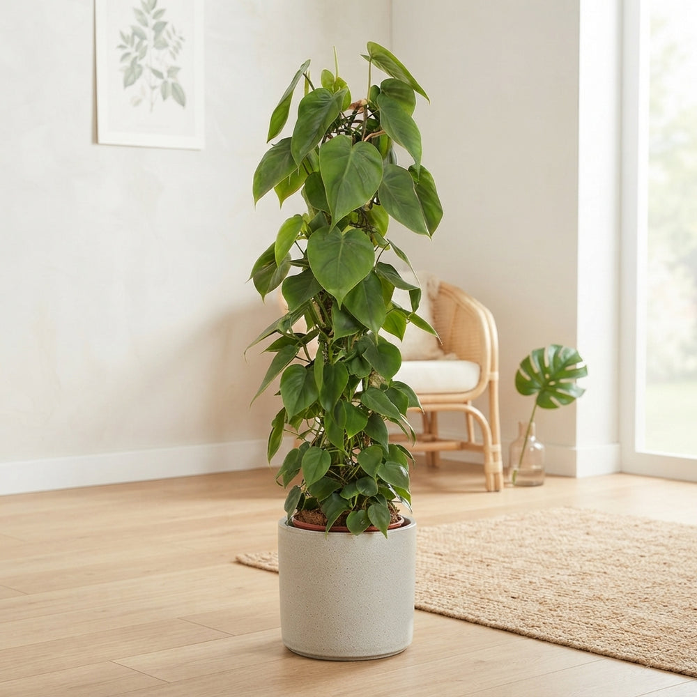 Philodendron scandens – 24cm Pot, Approx. 110cm High