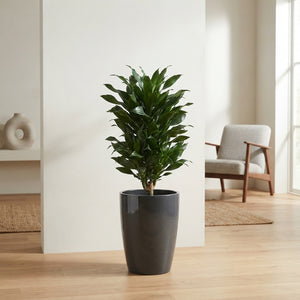 Corn Plant (Dracaena fragrans) – 33cm Pot, 160cm High