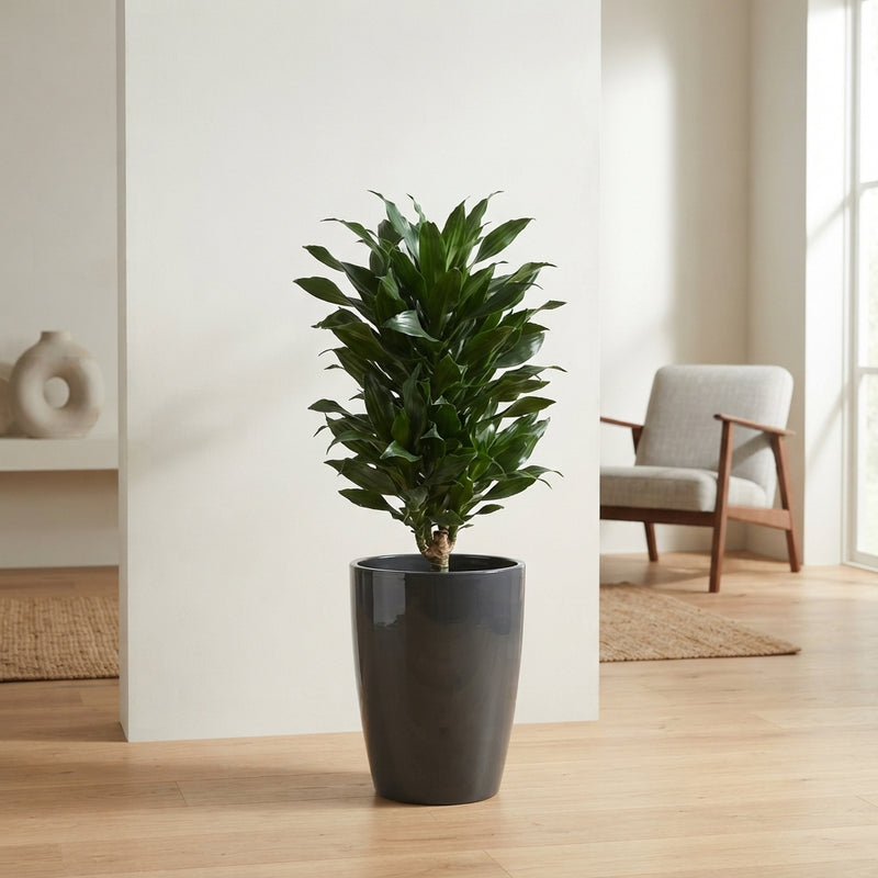 Corn Plant (Dracaena fragrans) – 33cm Pot, 160cm High