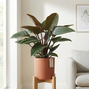 Philodendron Congo Red – 27cm Pot, Approx. 90cm Tall