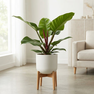 Philodendron Imperial Green – 17cm Pot, 60cm High