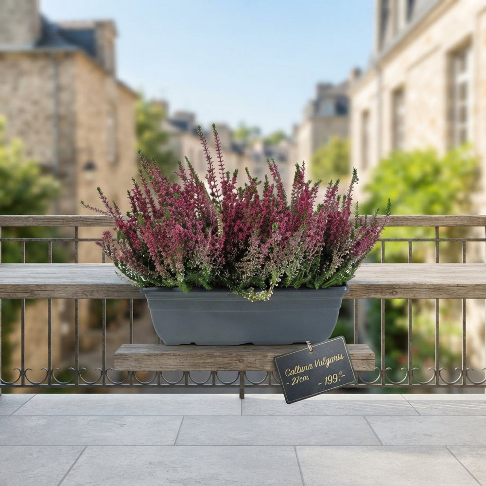 Mixed Calluna Garden Girls Heather – 27cm Pot