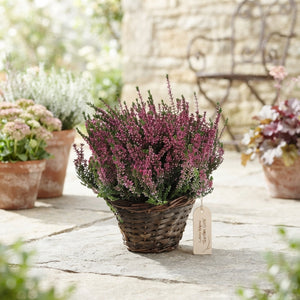 Mixed Calluna Garden Girls Heather – 19cm Pot