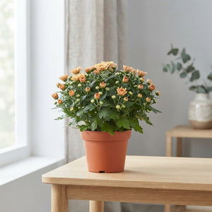 Peach Chrysanthemum – 10.5cm Pot