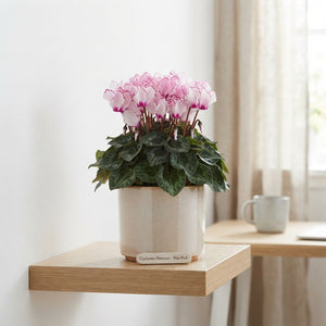 Pale Pink Cyclamen persicum – 10.5cm Pot