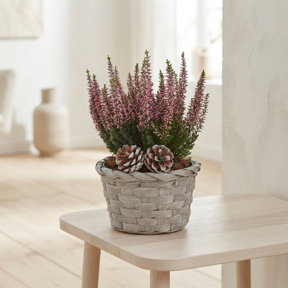 Ornamental Plant Arrangement – 19cm Wicker Pot