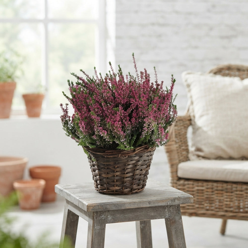 Heather (Calluna vulgaris) – 22cm Pot