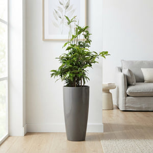 Dracaena surculosa Green Bush Tree – 33cm Pot, 140cm High