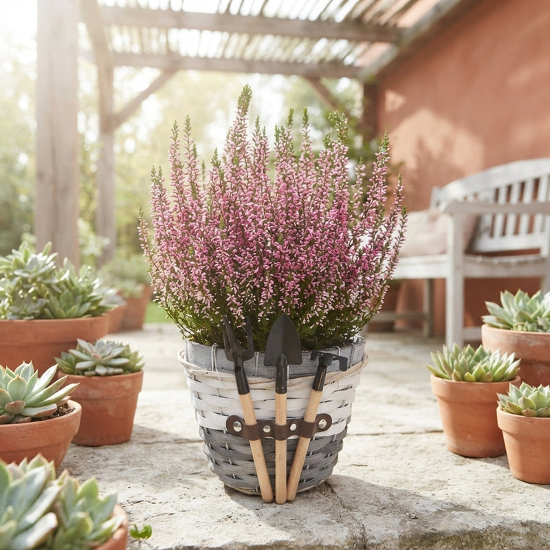 Decorative Indoor Plant Arrangement – 23cm Wicker Pot