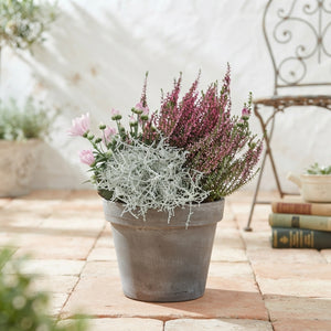 Ornamental Patio Plant Arrangement – 19cm Pot
