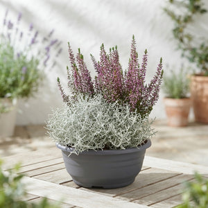 Decorative Patio Plant Arrangement – 23cm Dish