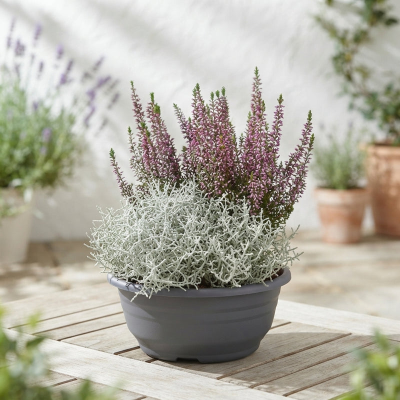 Decorative Patio Plant Arrangement – 23cm Dish