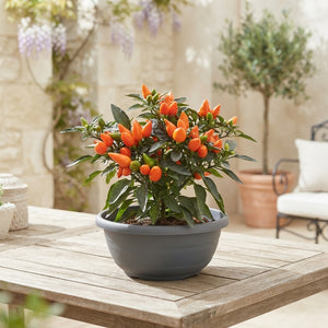 Ornamental Patio Plant Arrangement – 23cm Pot