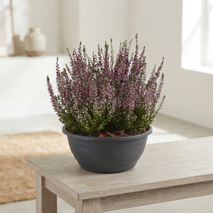 Mixed Patio Plant Arrangement – 23cm Dish