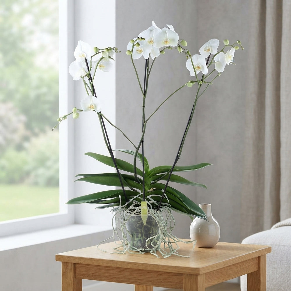 White Phalaenopsis Orchid – 17cm Pot, 85cm Tall