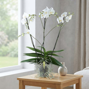White Phalaenopsis Orchid – 17cm Pot, 85cm Tall