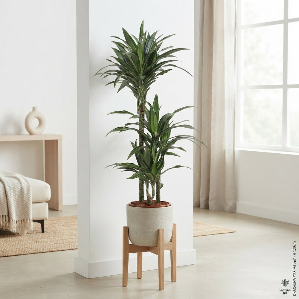 Corn Plant (Dracaena fragrans ‘Deremensis’) – 21cm Pot, 120cm