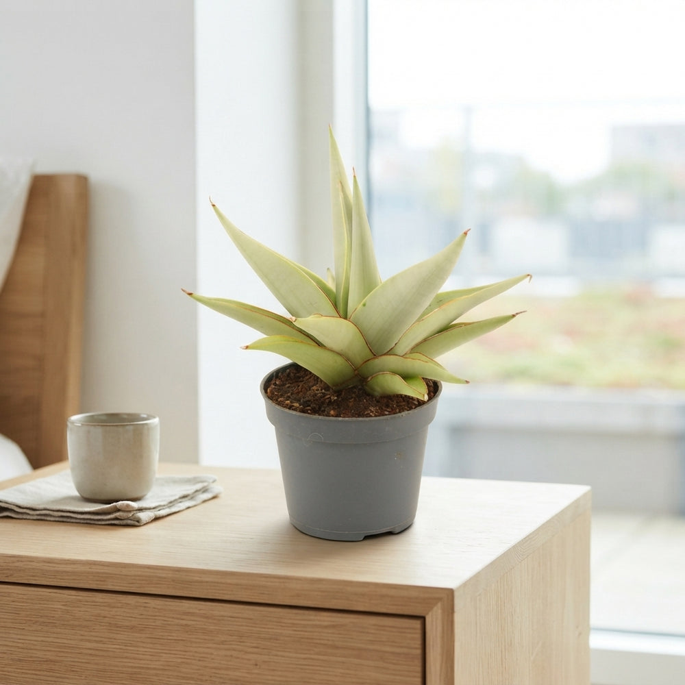Sansevieria Crown Snake Plant – 6cm Pot