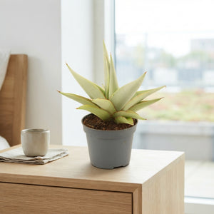 Sansevieria Crown Snake Plant – 6cm Pot