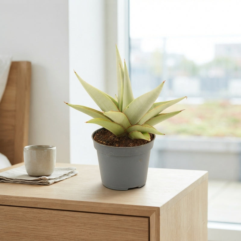 Sansevieria Crown Snake Plant – 6cm Pot
