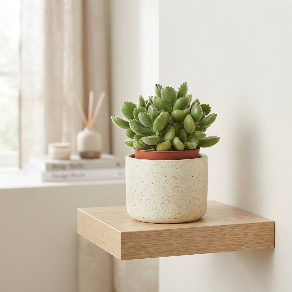 Bear’s Paw Succulent (Cotyledon tomentosa) – 10.5cm Pot