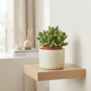 Bear’s Paw Succulent (Cotyledon tomentosa) – 10.5cm Pot